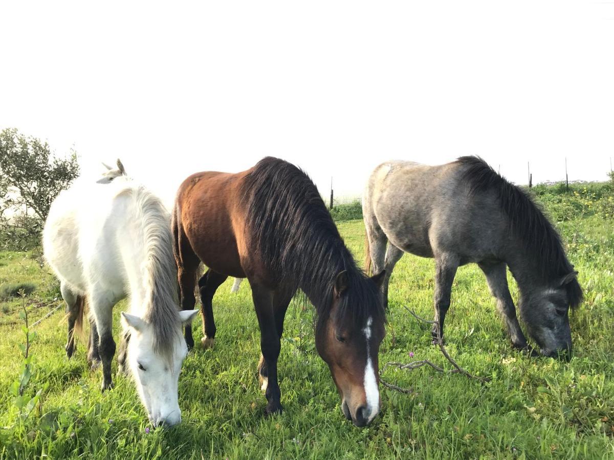 Anna Beulah Farm Villa Durbanville Kültér fotó