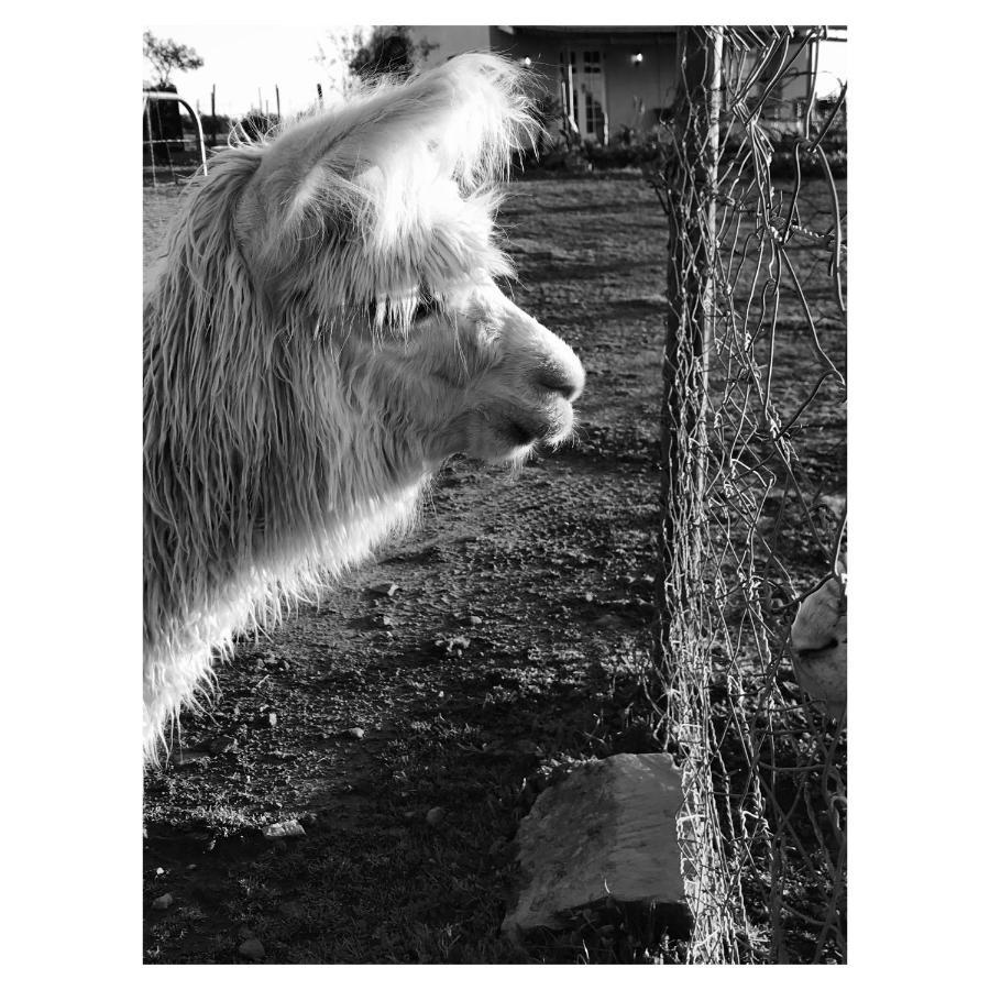 Anna Beulah Farm Villa Durbanville Kültér fotó