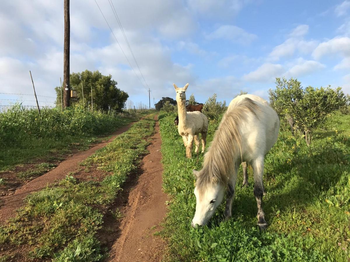 Anna Beulah Farm Villa Durbanville Kültér fotó