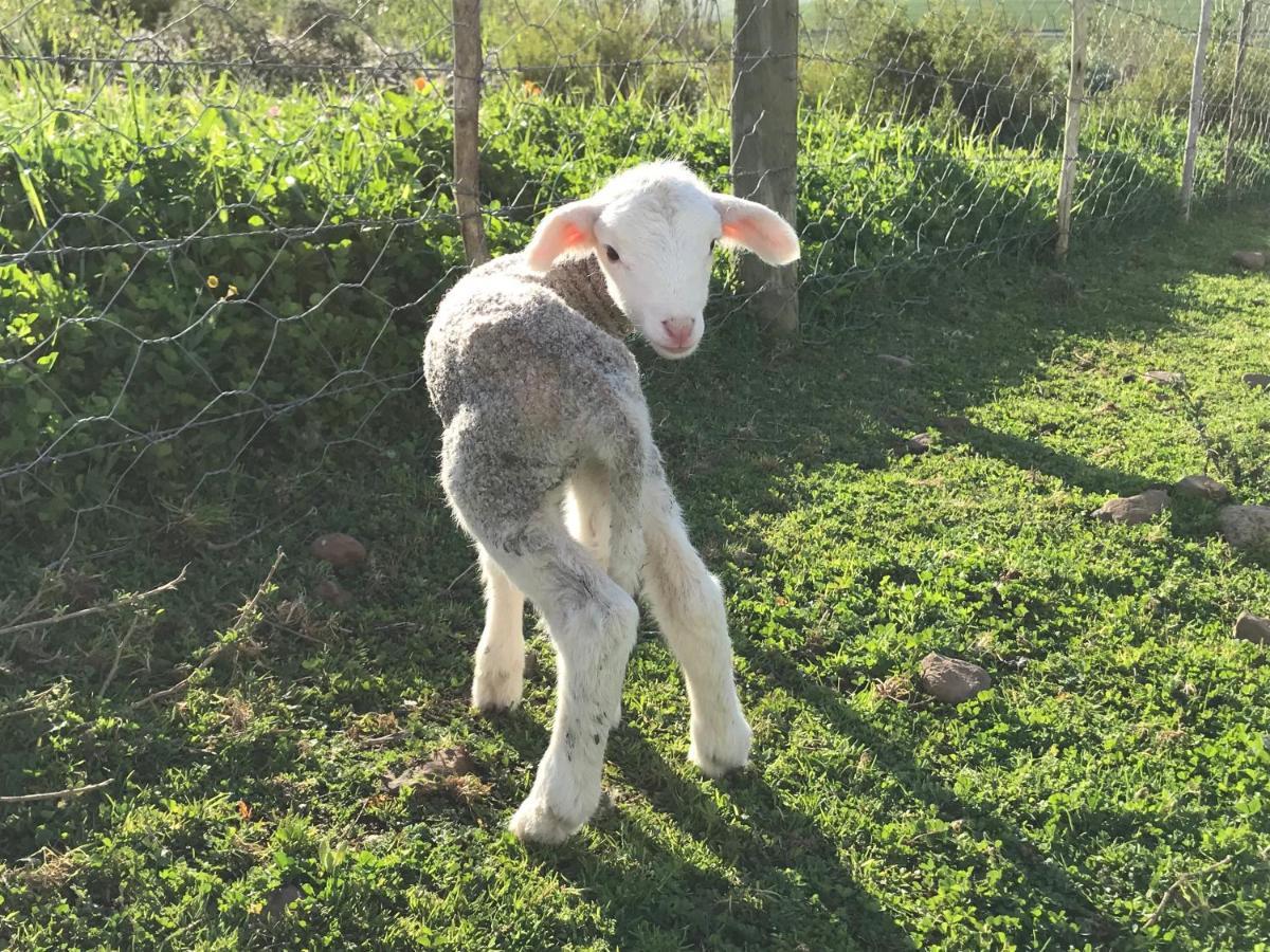 Anna Beulah Farm Villa Durbanville Kültér fotó