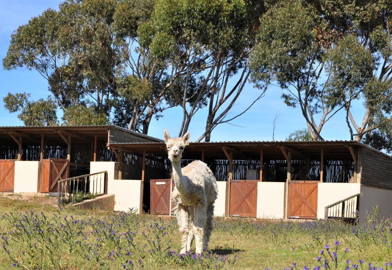 Anna Beulah Farm Villa Durbanville Kültér fotó